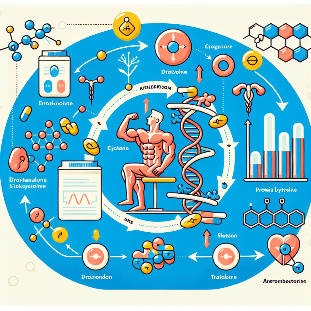 Wie Drostanolon die Proteinbiosynthese im Zyklus effektiv steigert